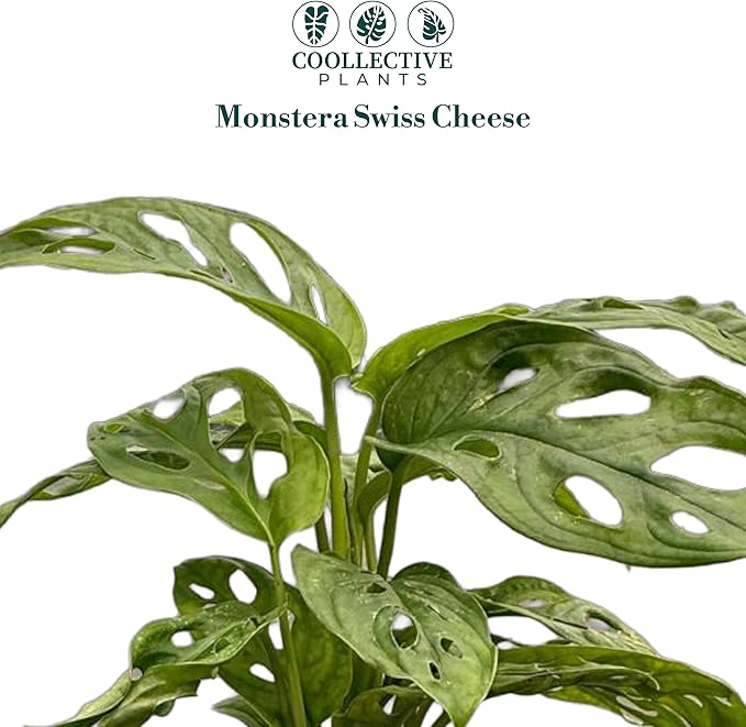 Monstera Swiss Cheese | Live Monstera Adansonii Plant in 6" Pot, Indoor Tropical Houseplant, Easy Care, Low Maintenance, Climbing or Trailing Vine