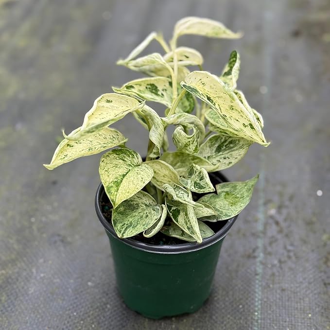 Scindapsus Marble Queen Plant – Live 4" Satin Pothos with Silvery Variegated Leaves | Easy-Care Trailing Indoor Vine | Air-Purifying Houseplant for Home or Office (Heat Pack Included)