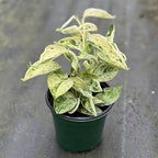 Scindapsus Marble Queen Plant – Live 4" Satin Pothos with Silvery Variegated Leaves | Easy-Care Trailing Indoor Vine | Air-Purifying Houseplant for Home or Office (Heat Pack Included)
