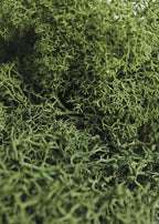 Super Moss (21710) Reindeer Moss Preserved, Forest Green, 3lbs