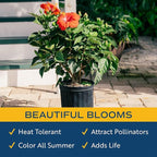 Costa Farms Hibiscus Live Plant - 36" Tall Flowering Bush, Tropical Houseplant or Outdoor Garden Plant - Vibrant Blooms, Grower's Choice