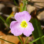 Chalily Pink Cups, a Great Live Pond Plant for Your Water Garden. Filters koi and Goldfish Ponds. Good for Bogs, Plant Shelf or Shallow Water This marginal Aquatic is a Real Beauty