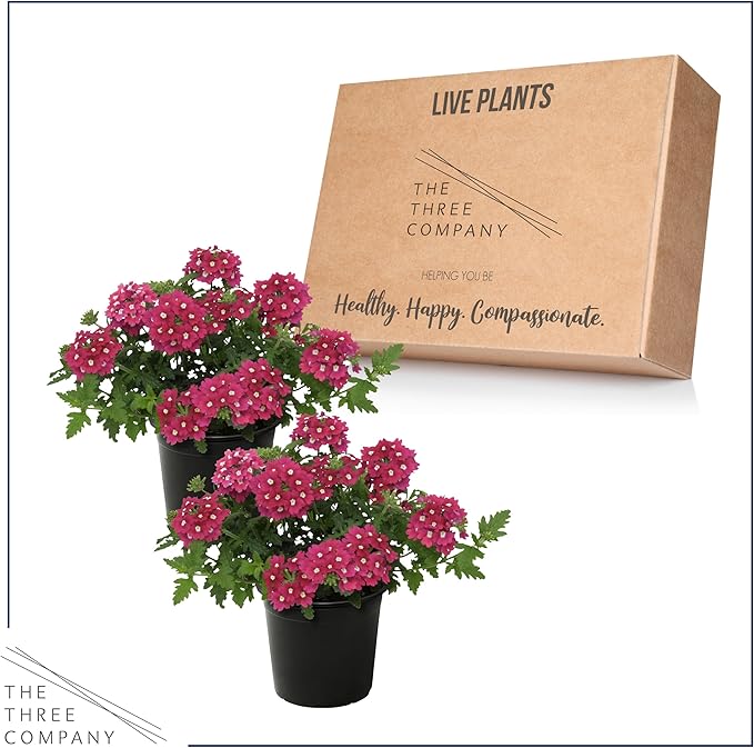 Live Flowering Verbena - Shades of Pink (2 Plants Per Pack) - Healthy Flowering Plant - Beautiful Spring Color - 10" Tall by 5" Wide in 1Qt Pot