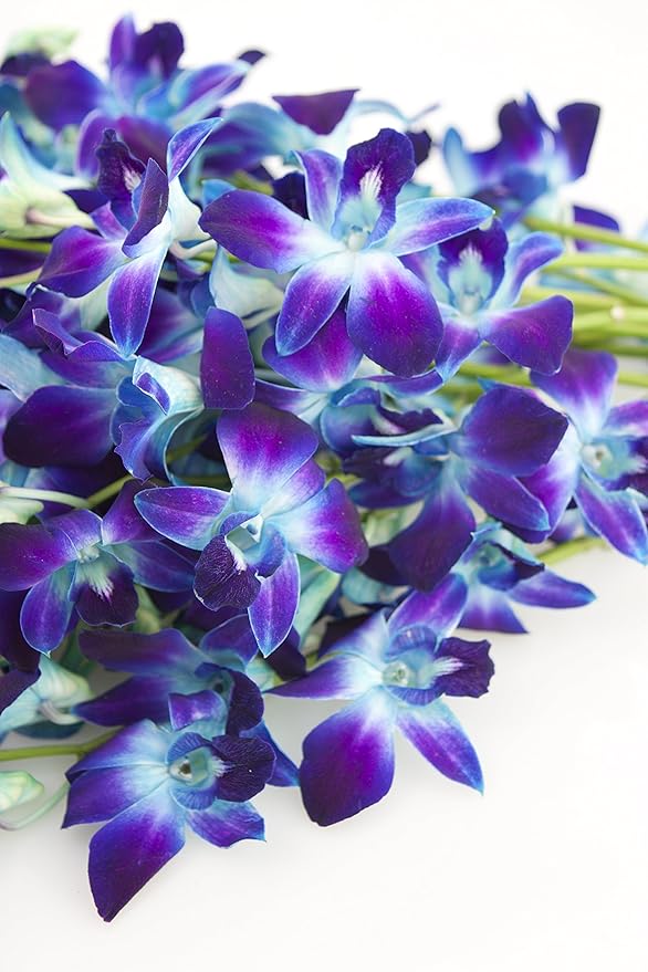 KaBloom - Exotic Blue Sapphire Orchid Bouquet of 20 Fresh Blue Dendrobium Orchids with Vase - Fresh Flowers for Birthday, Valentine's & Mother's Day