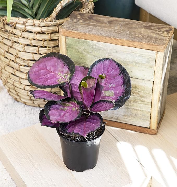 Calathea Plant Live Prayer Plant Live Indoor Plant, Calathea Live Plant Live House Plant Live Plants Indoor, Live Houseplants Live Prayer Plants Live House Plants by Plants for Pets, Black