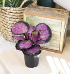 Calathea Plant Live Prayer Plant Live Indoor Plant, Calathea Live Plant Live House Plant Live Plants Indoor, Live Houseplants Live Prayer Plants Live House Plants by Plants for Pets, Black