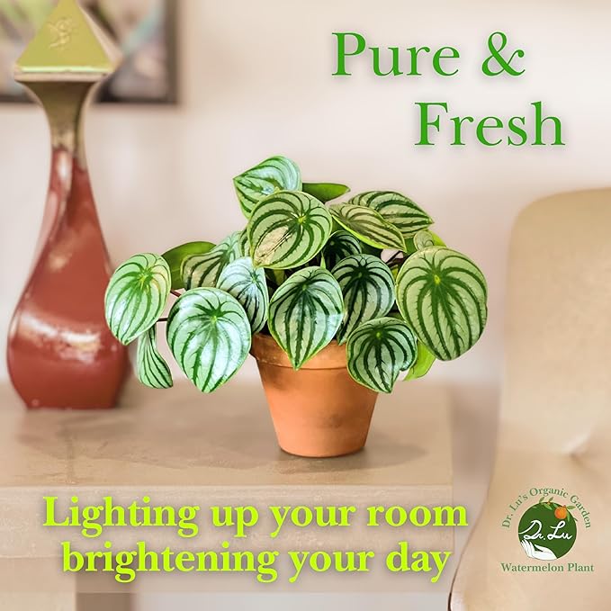 Dr. Lu’s Organic Watermelon Peperomia | Rare Peperomia Live Plant | Rooted Cute Watermelon Plant for Air Purifying | Easy Grow PeperomiaArgyreia in 4'' Nursery Pot