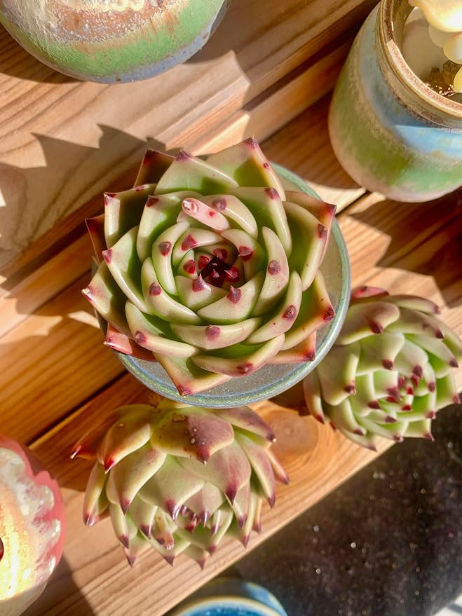 Echeveria Agavoides Blue Dragon Rare Live Succulent Plants, 1 Head Pot Size 2.5 Live Plant, Excludes Pot & Soil, Garden Indoor Office Desk, Party Baby Shower Decor, Gift for Plant Enthusiasts