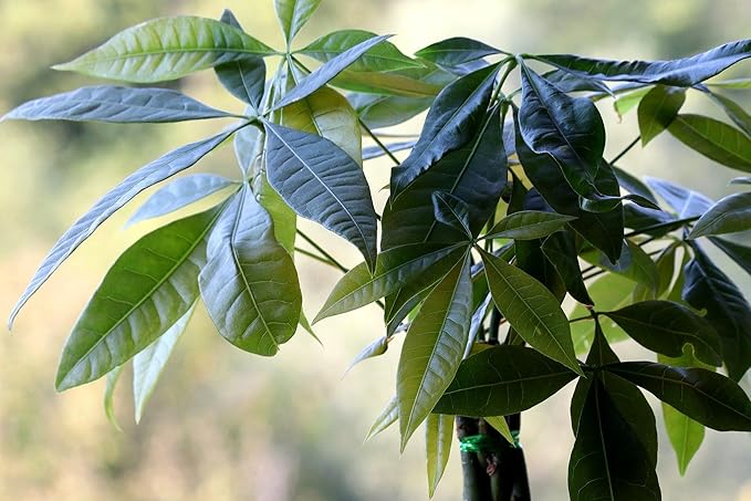 RedCrocus Money Tree Pachira aquatica Indoor Plant- Lucky, Easy Care, Pet Safe, Decorative Foliage 6" Pot