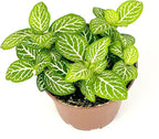 Fittonia Jolly Lemon Nerve Plant Air Purifying House Plant, 2.5 inch Pot
