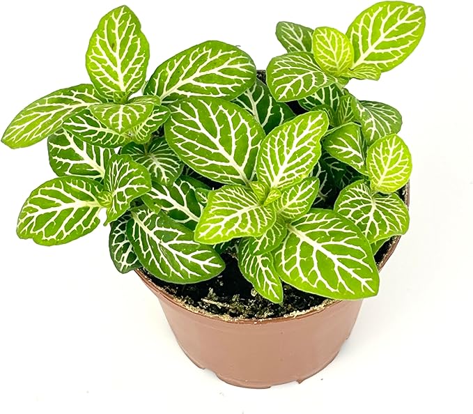 Fittonia Jolly Lemon Nerve Plant Air Purifying House Plant, 2.5 inch Pot