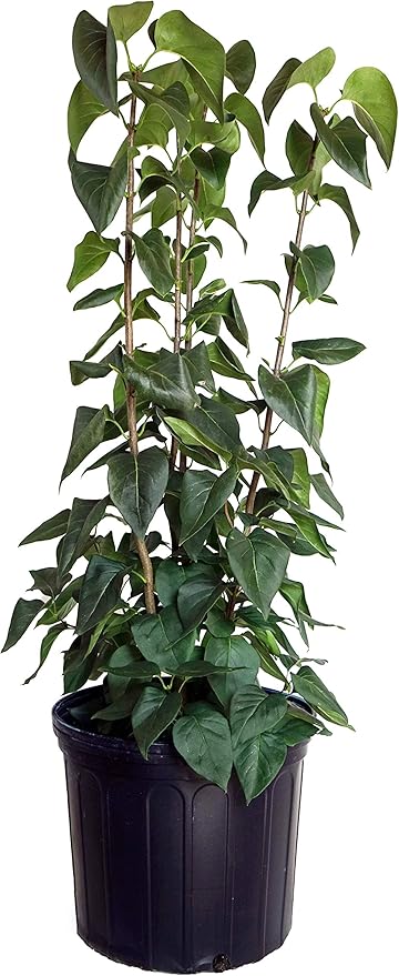 Syringa vul. X 'Primrose' (Lilac) Shrub, pale yellow flowers, #3 - Size Container