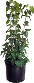 Syringa vul. X 'Primrose' (Lilac) Shrub, pale yellow flowers, #3 - Size Container