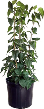Syringa vul. X 'Primrose' (Lilac) Shrub, pale yellow flowers, #3 - Size Container