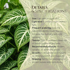 Syngonium Plant Collection (4 Pack) Live Starter Plants, Batik, Holly M, Milk Confetti, Neon Robusta, Rare Indoor Houseplants, Easy Care Arrowhead Vine Plants Live