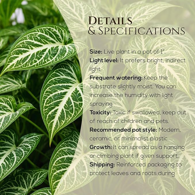 Syngonium Batik Plant (4 Pack) Live Starter Plants, Variegated Arrowhead Vine Houseplants, Easy Care Indoor Tropical Plants Live, Decorative Foliage Plants