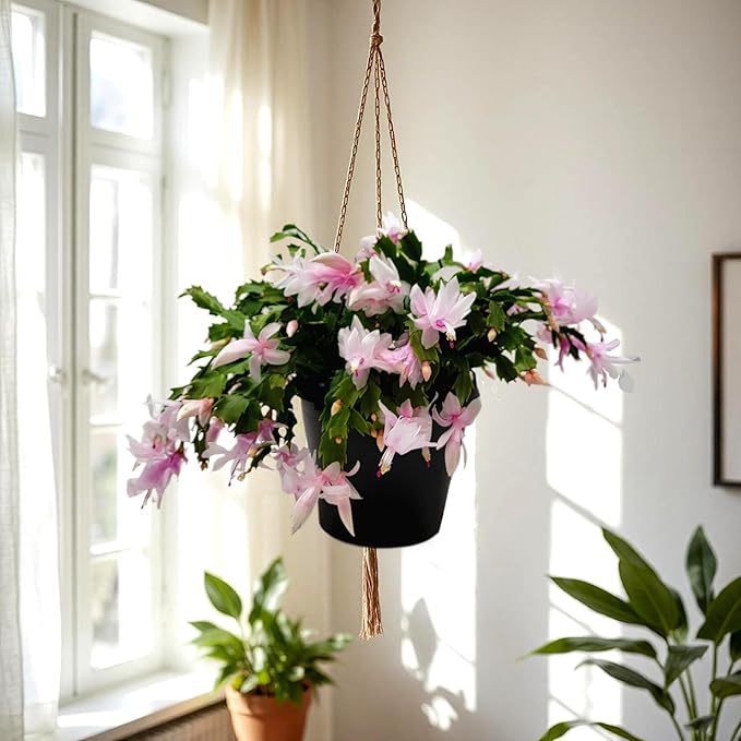 Thanksgiving Cactus, Pink White Seasonal Blooms, Live Indoor Plant, Flowering Houseplant, Christmas Cactus, 8-Inch Hanging Basket, Holiday Decor, Pet Safe, Free Heat Pack