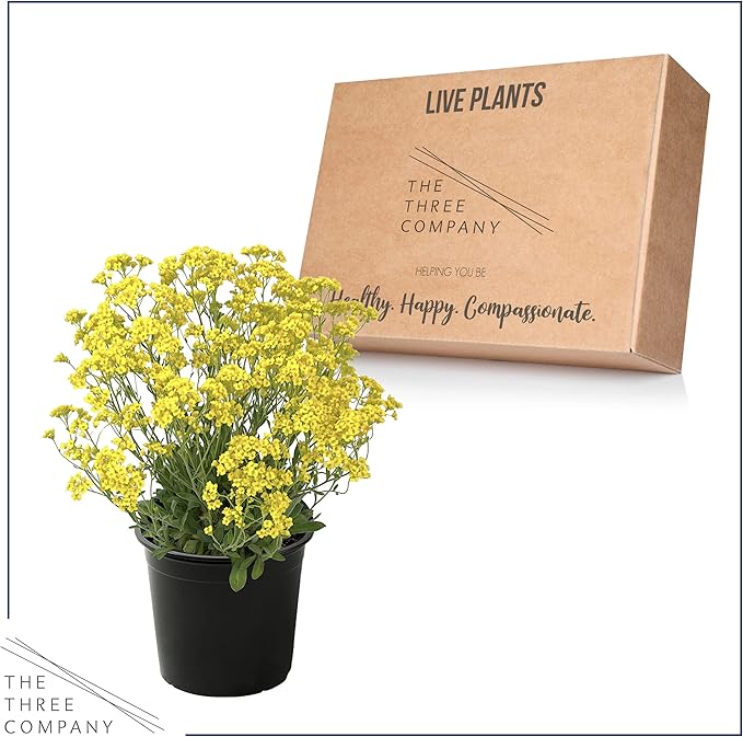 Live Flowering Alyssum - Yellow - Beautiful Mounding Perennial - 12" Tall by 6" Wide in 2.5 Qt Pot