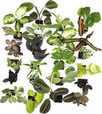 Easy to Grow Houseplants (24 Pack) Live House Plants in Plant Containers, Growers Choice Plant Set in Planters with Potting Soil Mix, Home Décor Planting Kit or Outdoor Garden Gifts by Plants for Pets