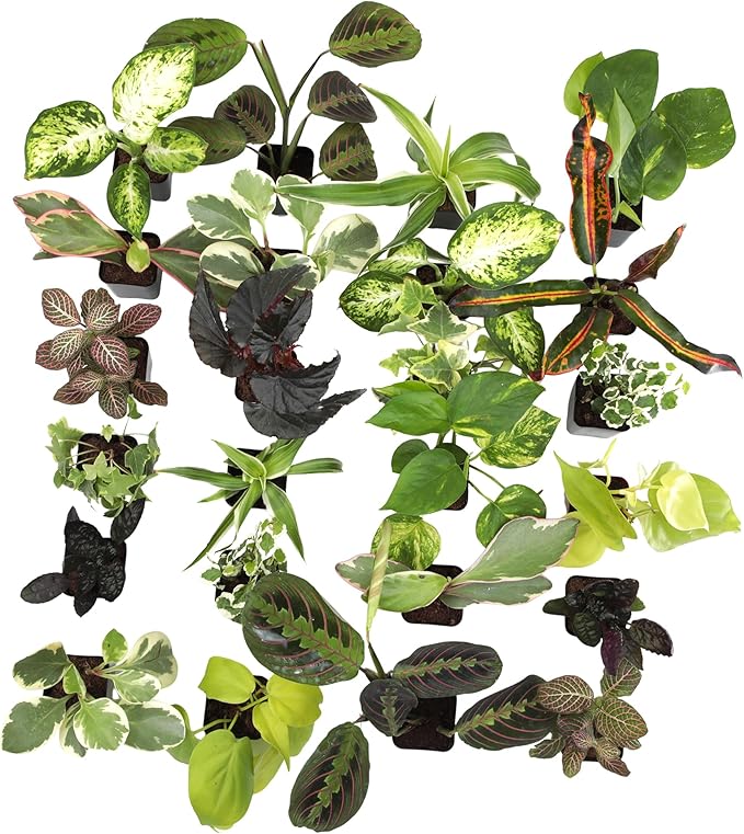 Easy to Grow Houseplants (24 Pack) Live House Plants in Plant Containers, Growers Choice Plant Set in Planters with Potting Soil Mix, Home Décor Planting Kit or Outdoor Garden Gifts by Plants for Pets