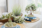 Seedling Xerographica Air Plants 2 to 4 Inch Wide - Tillandsia Succulent House Plants - Available in Wholesale and Bulk - Home and Garden Decor Holders - Easy Care Indoor and Outdoor Plants (1 PC)