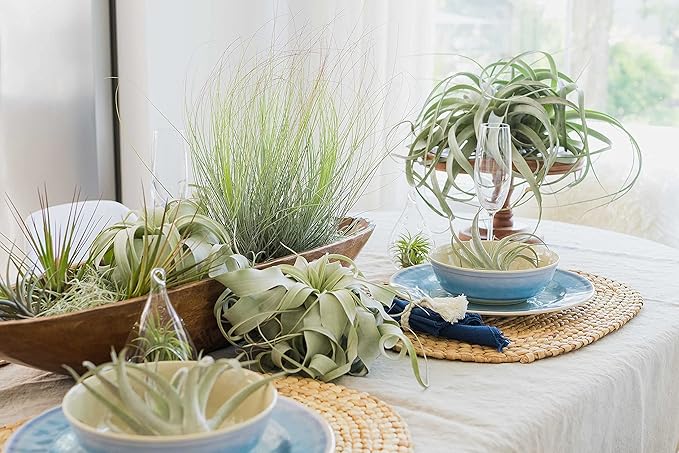 Seedling Xerographica Air Plants 2 to 4 Inch Wide - Tillandsia Succulent House Plants - Available in Wholesale and Bulk - Home and Garden Decor Holders - Easy Care Indoor and Outdoor Plants (1 PC)