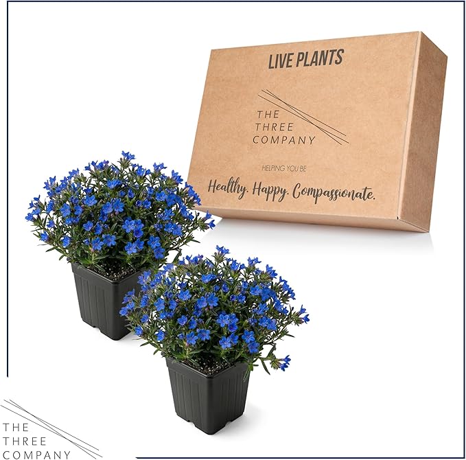 Live Lithodora 2-Pack – Blue – Evergreen Groundcover Perennial, Spring Flowers, 6” Tall, 1 Qt Pot