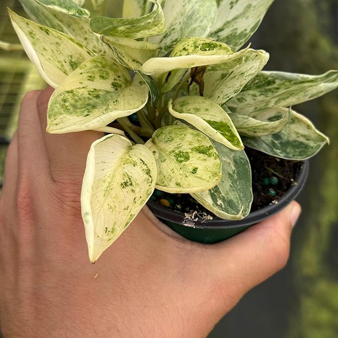 Scindapsus Marble Queen Plant – Live 4" Satin Pothos with Silvery Variegated Leaves | Easy-Care Trailing Indoor Vine | Air-Purifying Houseplant for Home or Office (Heat Pack Included)