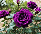 Bonsai Germany Rare Purple Roses 30Pcs Dragon Rose Heirloom Seeds Flowering Plants