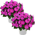 Live Flowering New Guinea Impatiens - Shades of Purple (2 Plants Per Pack) - Beautiful Shade Flowers - 12" Tall by 5" Wide in 1 Qt Pot