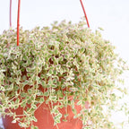 Live Hanging Succulent Plants – Vining Succulent Collection- Fully Rooted Large 6-Inch Hanging Succulent (String of Pearls) (Crassula Pellucida)