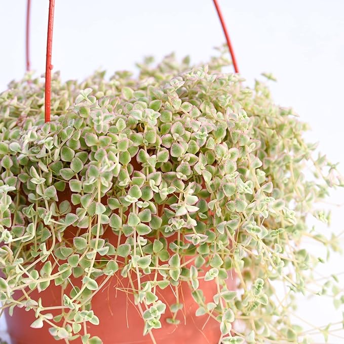 Live Hanging Succulent Plants – Vining Succulent Collection- Fully Rooted Large 6-Inch Hanging Succulent (String of Pearls) (Crassula Pellucida)