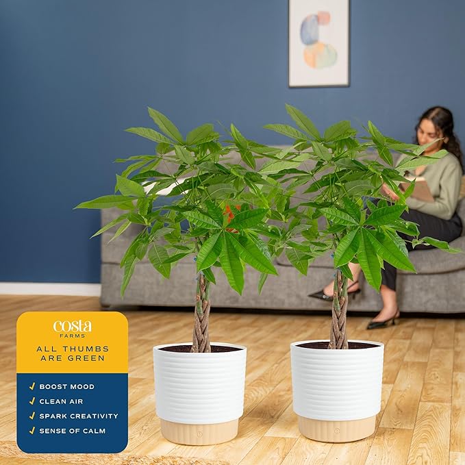 Costa Farms Money Tree Live Plants in Decorative Pot, Large Air Purifying Indoor Houseplant, Perfect for Home, Room, or Office Decor, Great House Warming or Birthday Gift, 3-4 Feet Tall, Pack of 2