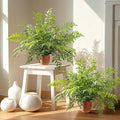 2 Pack Artificial Fern Plants in Pots Artificial Boston Ferns Potted Plants Faux Fern Bush Plant Shrubs Greenery for Outdoor Indoor Porch Patio Farmhouse Garden Living Room Office Table Decor (Type 2)