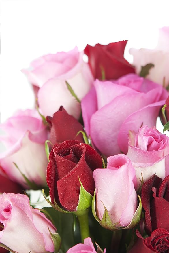 KaBloom - Long Stemmed Red and Pink Roses (Two Dozen) with Vase - Fresh Flowers for Birthday, Valentine's & Mother's Day