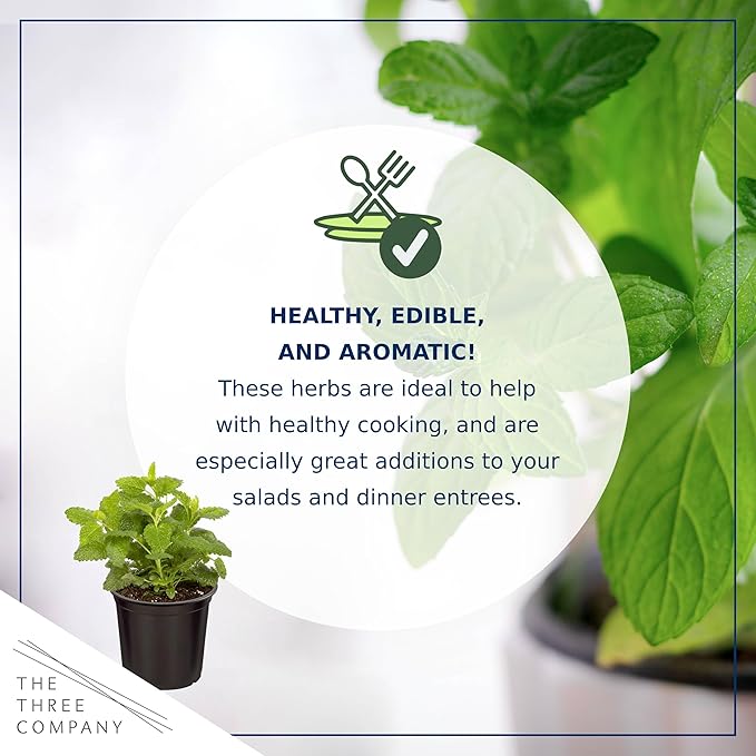 Live Aromatic and Edible Herb - Lemon Balm (4 Per Pack), Naturally Reduces Stress and Improves Air Quality, 8" Tall by 4" Wide