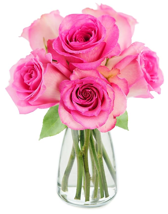 KaBloom - Sweet Pink Bouquet of 6 Fresh Cut Pink Roses (Farm-Fresh, Long-Stem) with Vase - Fresh Flowers for Birthday, Valentine's & Mother's Day