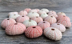 Nautical Crush Trading Sea Urchins Shells for Air Plants - 25 Pink (1-2") Sea Urchin Shells - Hanging Air Plant Holder - Air Plants Live Holders - No Plants Included