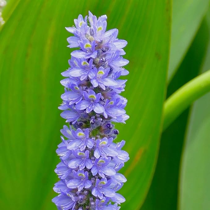 Chalily Purple Pickerel Rush, a Great Live Pond Plant for Your Water Garden. Filters The koi and Goldfish Pond. Good for Bogs, Plant Shelf or Shallow Water This marginal Aquatic is a Real Beauty