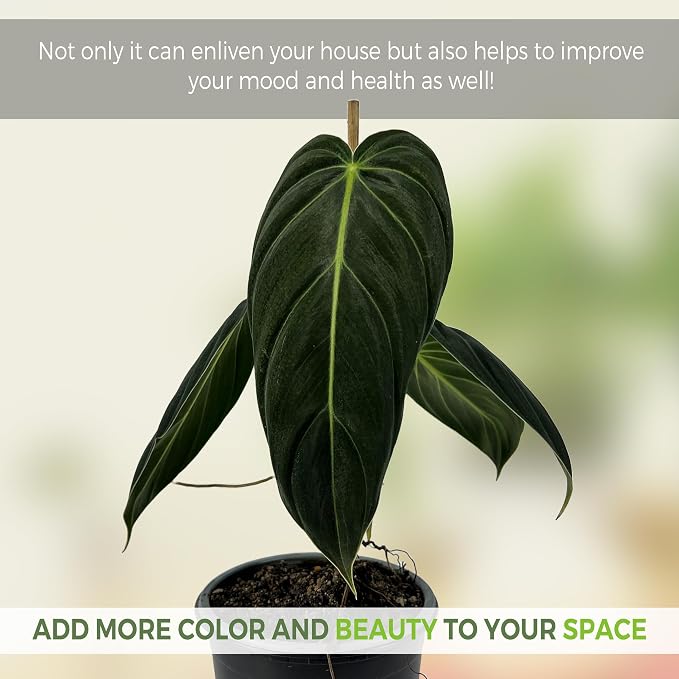 LEAL PLANTS ECUADOR Philodendron Melanochrysum|Exotic Indoor Houseplant for Living Room | Live Philodendron Plant |Beautiful Dark Melanochrysum for Home Decor