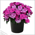 Live Flowering Sunpatiens - Purple (2 Plants Per Pack), Beautiful Annual Summer Color, 10" Tall by 6" Wide in 1 Quart Pot