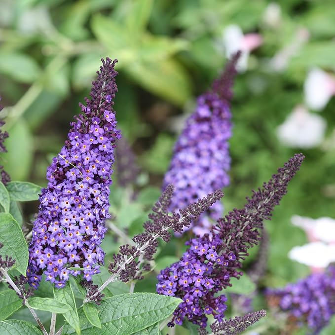 Pugster Buddleia, True-Blue Flowers, 2 Gal. (Pugster Blue)