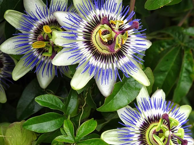 Seeds Passionflower Purple Beautiful Exotic Flower Perennial Outdoor Garden Cut Flowers for Planting Non GMO