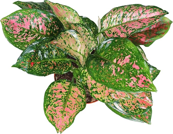Chinese Evergreen Lady Valentine - 4'' from California Tropicals