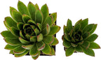 Fat Plants San Diego Live Echeveria Hybrid Succulent Plant (2.5 inch, agavoides)