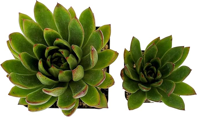 Fat Plants San Diego Live Echeveria Hybrid Succulent Plant (2.5 inch, agavoides)