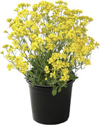 Live Flowering Alyssum - Yellow - Beautiful Mounding Perennial - 12" Tall by 6" Wide in 2.5 Qt Pot