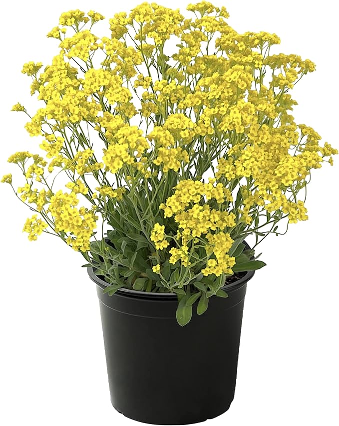 Live Flowering Alyssum - Yellow - Beautiful Mounding Perennial - 12" Tall by 6" Wide in 2.5 Qt Pot