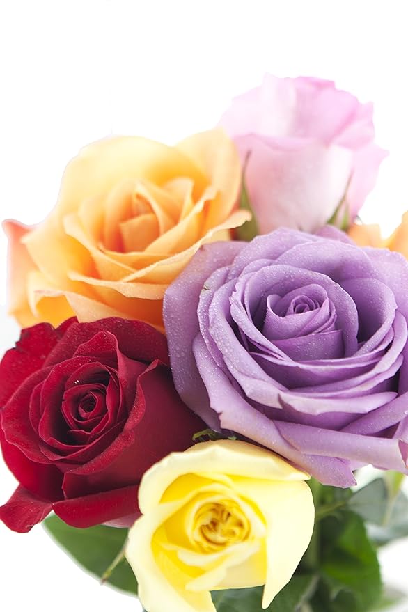KaBloom PRIME NEXT DAY DELIVERY - Rainbow Roses (Half Dozen) - With Vase .Gift for Birthday, Sympathy, Anniversary, Get Well, Thank You, Valentine, Mother’s Day Fresh Flowers