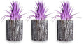 Air Plants - Tillandsia Ionantha - Organically Enhanced Color - Live Arrival Guaranteed - House Plants for Home Decor & Gift (3pk Lavender + White Barrels)